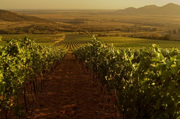 Región vinícola de Tokaj. Hungría